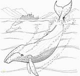Humpback Whale sketch template
