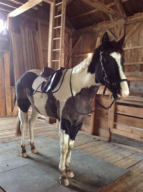 travis tacked    dressage ride   jumping saddle    good boy animali