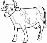 Cow Coloring Pages Drawing Outline Kids Printable Cartoon Cattle Clipart Line Caw Cows Color Animal Drawings Cliparts Print Easter Eggs sketch template