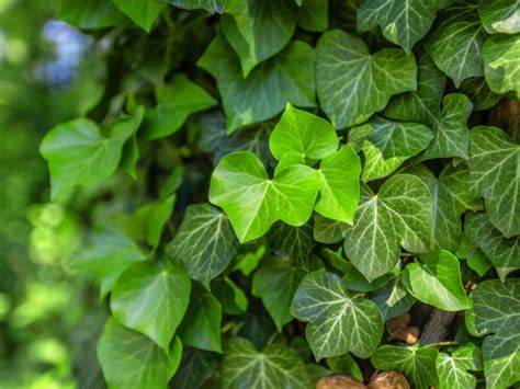 english ivy plants growing information  english ivy care