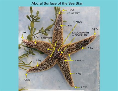 sea stars starfish anatomically speaking seatales publishing company