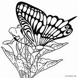 Schmetterling Coloring Ausdrucken Kostenlos Insect Cool2bkids Ausmalbild Schmetterlinge Malvorlage sketch template