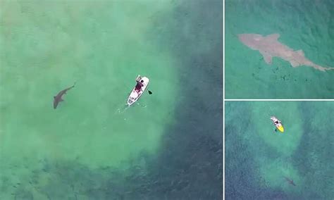 lies beneath amazing drone footage captures enormous shark lurking  metres