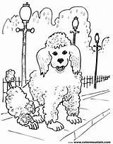 Poodle Coloring Pages Line Drawing Getdrawings Print sketch template