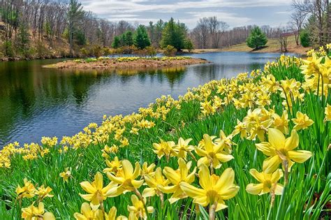 sunny daffodil photograph  bill wakeley