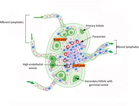 anatomy   immune system pathologia