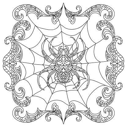 spider coloring page stock illustration  image