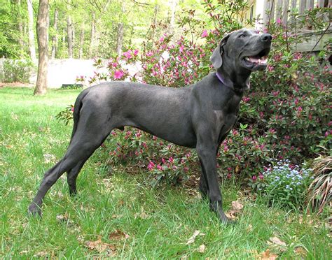 great dane personality rover blog