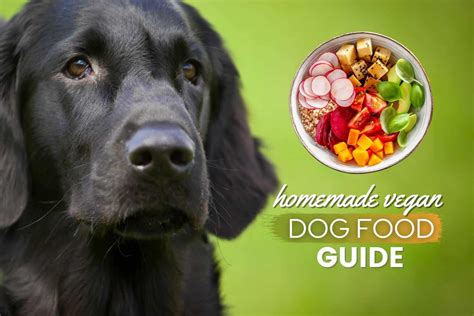 homemade vegan dog food guide  vet approved recipes ingredients