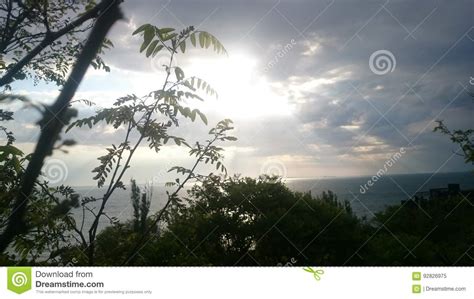 sunshine stock image image  odessa tree ukraine