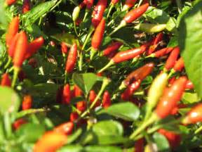 varieties   pepper experience  botanist   kitchen