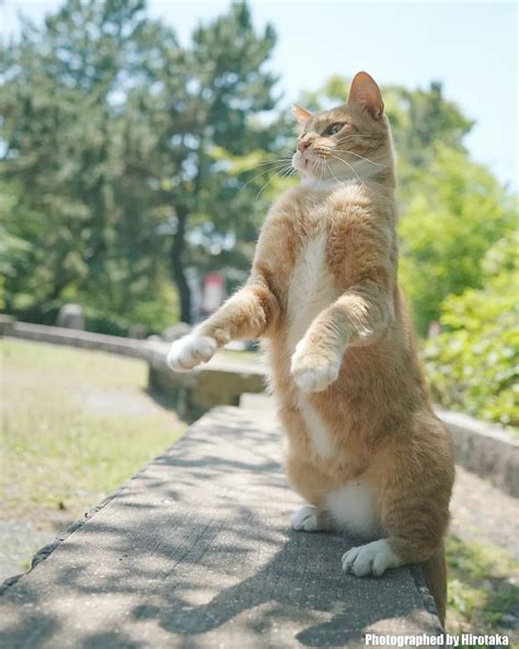 hilarious pictures  cats standing   hind legs