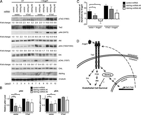 Abl Kinases Are Required For Vascular Function Tie2 Expression And