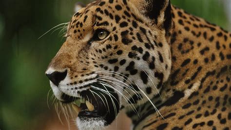 bbc   jaguar natural world   jaguars brazils