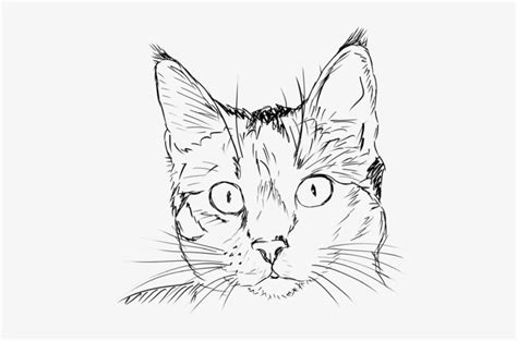 cat  drawing cat head coloring page transparent png