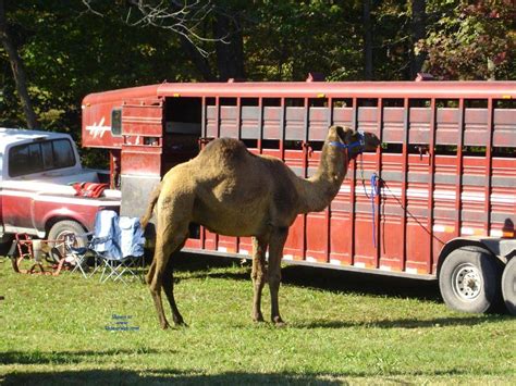 real camel toe march 2016 voyeur web
