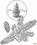Spruce Coloring Pages Tree Drawing Pine Sitka Trees Printable Clipart Cliparts Gif Color Skip Main sketch template