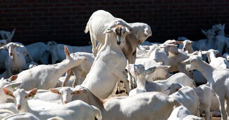 aandacht voor geitenbokjes tijdens het commissiedebat dieren  de veehouderij