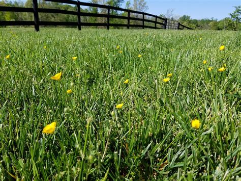 pasture weeds albemarle county charlottesville virginia tech
