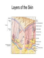 lecture  skin diagramspdf layers   skin structure   epidermis hair follicle
