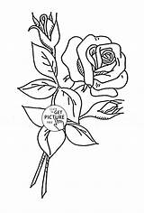 Coloring Bud Rose Buds Designlooter 54kb 1000 sketch template