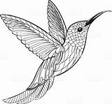 Hummingbird Colibri Illustrations Istockphoto Colouring Oiseau Molde Kolibrie sketch template