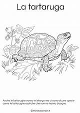 Letargo Animali Tartaruga Vanno Disegno Pianetabambini Tartarughe Sugli Gli Disegnare sketch template