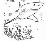 Shark Coloring Pages Printable Realistic Cute Colouring Print Great Drawing Bull Outline Color Sheets Getcolorings Getdrawings Hammerhead Colorings Ocean Critter sketch template