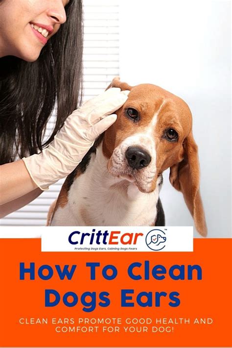 clean dogs ears    hard crittear