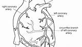 Heart Anatomy Coloring Human Diagram Pages Printable Getdrawings Getcolorings sketch template