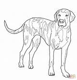 Coloring Pages Dog Hound Lab Hunting Plott Drawing Dogs Mastiff Coon Realistic Printable Fox Print Whippet Getcolorings Color Basset Do sketch template