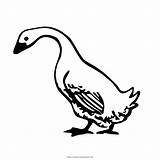 Ganso Goose Charlotte Oca Pato Anatra Charlottes Webstockreview Ultracoloringpages sketch template