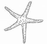 Starfish Coloring Coral Reef Kidsplaycolor Printable Ocean Templates Sea Theme Printables Easy sketch template