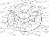 Coloring Rattlesnake Diamondback Pages Eastern Snake Colouring Sheet Snakes Realistic Printable Drawings Reptiles Categories Sheets Choose Board sketch template