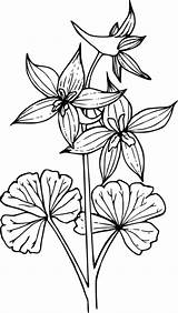 Larkspur Clipart Flower Drawing Wild Vector Wildflower Designlooter Drawings 31kb Pixabay Donate Clipground Getdrawings Edit Plant sketch template