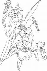 Orchid Orchidee Pansy Miltonia Orchideen Kolorowanki Storczyki Storczyk Orchids Ausmalbild Blumen Kolorowanka Supercoloring Nette Druku Malvorlage Kategorii sketch template