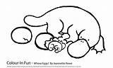 Platypus Coloring Pages Drawing Eggs Reproduction Template Getdrawings sketch template