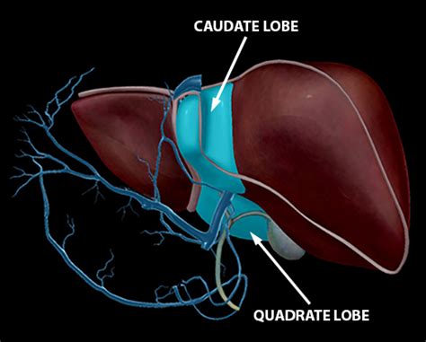The Toxic Substance Treatment Plant Liver Anatomy