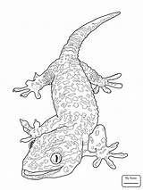 Gecko Drawing Leopard Coloring Lizard Pages Getdrawings Kids sketch template