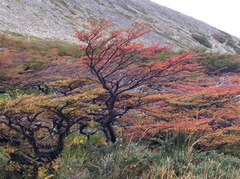 nire tree  ushuaia argentina arboles  arbustos arbustos arboles