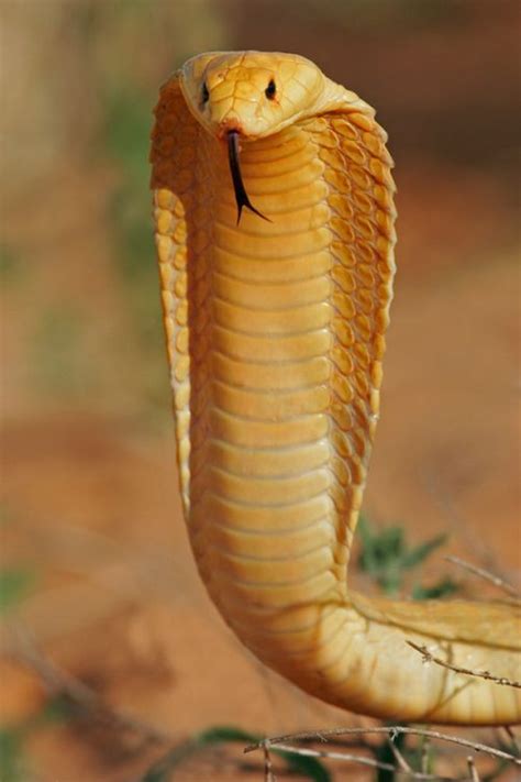 images  serpents  pinterest black mamba snakes  viper