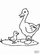 Duck Duckling Coloring Clipart Mama Pages Drawing Ugly Colouring Printable Animal Paper Color sketch template