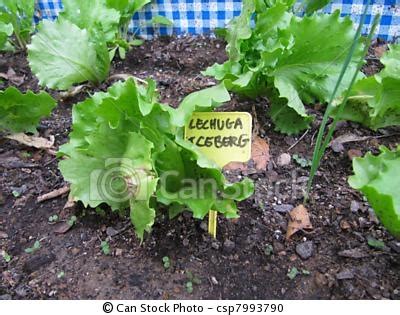 grow iceberg head lettuce plants growing lettuces  seeds