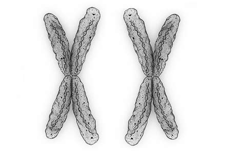 X X Chromosomes Female X Chromosome Hope For The Day Chromosome