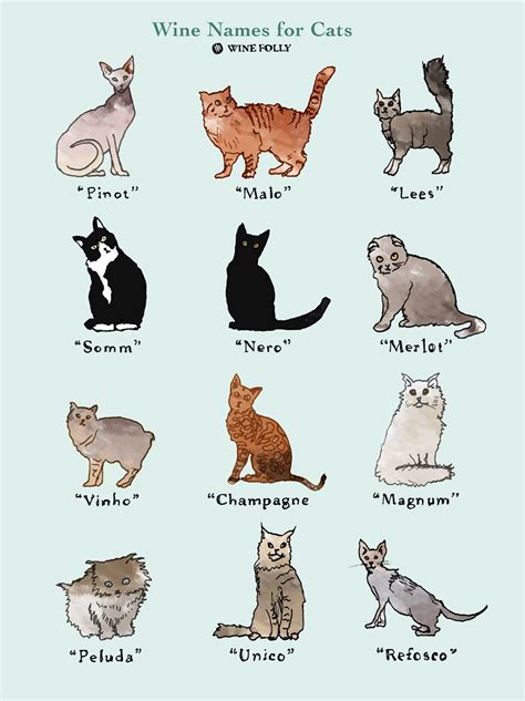 perfectly fitting wine names  cats wine folly