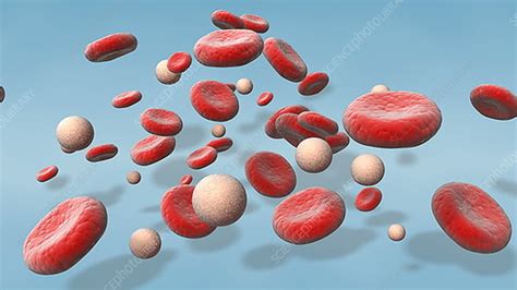 blood cells  stock video clip  science photo library