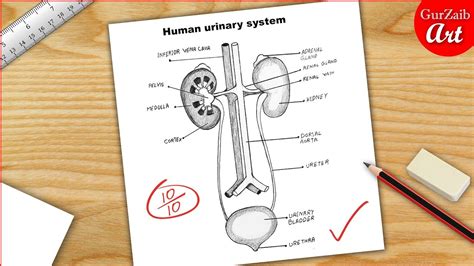 draw  human urinary system diagram drawing easy science