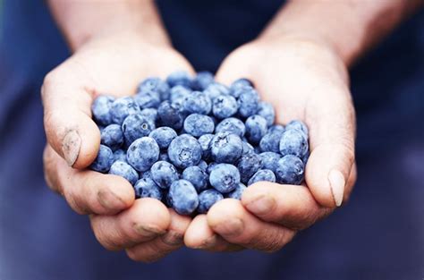 reasons  eat blue foods healthdigeztcom