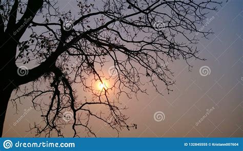 zonsonderganggloed van boom stock afbeelding image  zonsondergang boom