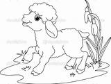 Lamb Coloring Ovejas Oveja Baranek Wielkanocny Osterlamm Kolorowanki Ausdrucken Ausmalen Depositphotos Malvorlage Ostern Druku Sheep Obejas Colorat Malvorlagen Stockfresh Static5 sketch template